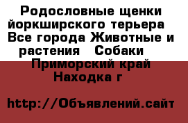 Родословные щенки йоркширского терьера - Все города Животные и растения » Собаки   . Приморский край,Находка г.
